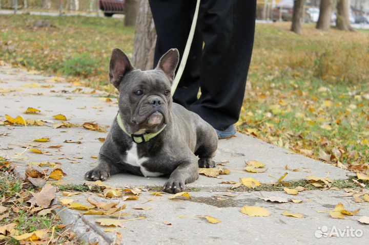 Подрощенный мальчишка французик