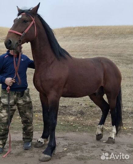 Русский рысак