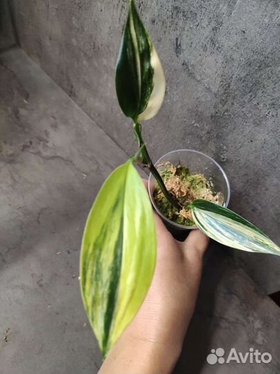 Филодендрон,монстера