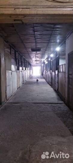 Постой лошадей