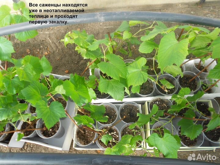 Саженцы винограда
