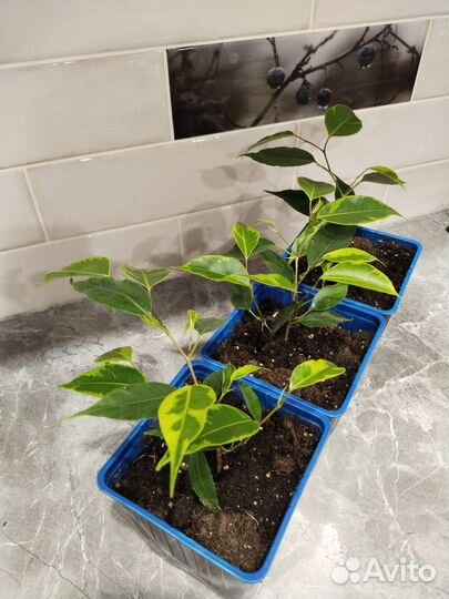 Фикус Бенджамина