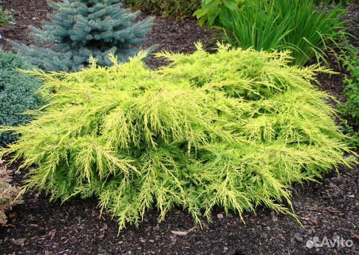 Саженцы Можжевельник