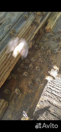 Мед, Расторопша-Акация