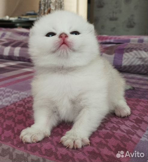 Шотландский котик