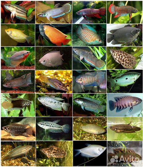 Рыбки в розницу,без посредников