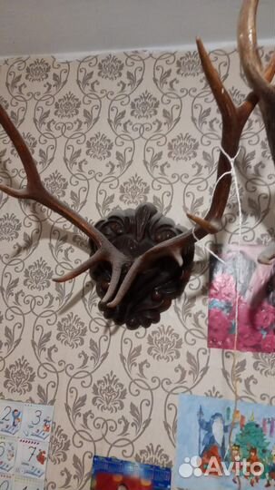 Продам рога