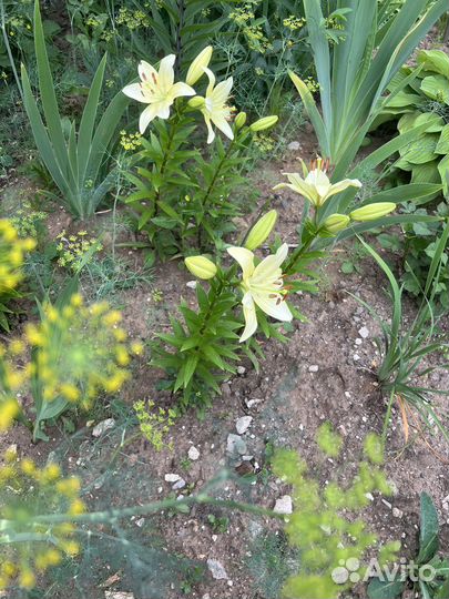 Лилии / срезы 6 сортов