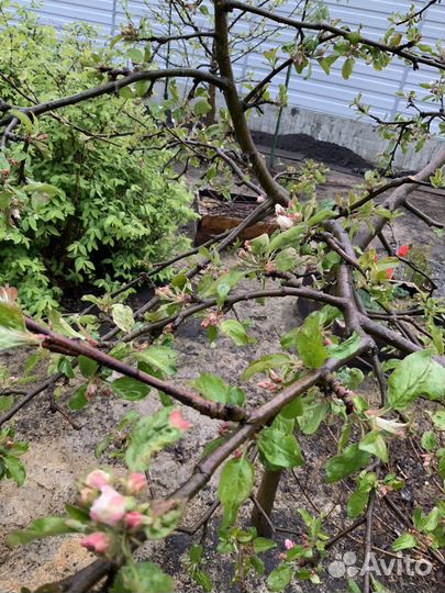 Яблоня карликовая «Чудное» 6ти-летка плодоносящая