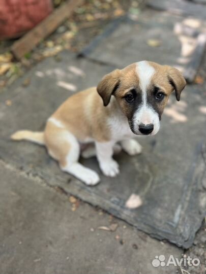 Щенки дворняжки