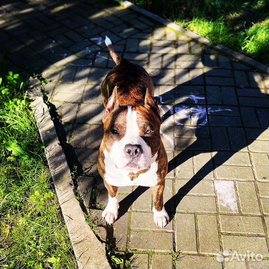 Собака стаффордширский терьер для фотосессии