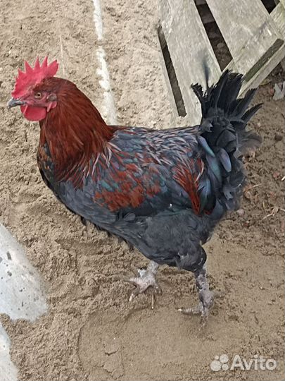 Молодые петухи