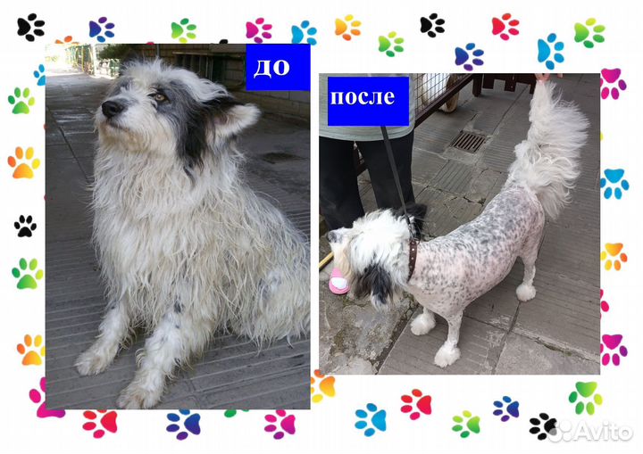 Груминг для животных