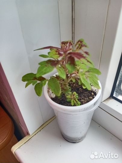 Комнатные цветы