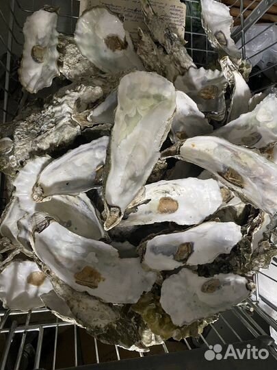 Ракушка Устрицы