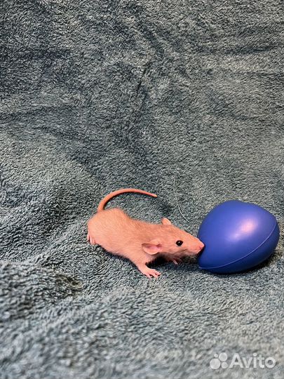 Две девчушки крысульки