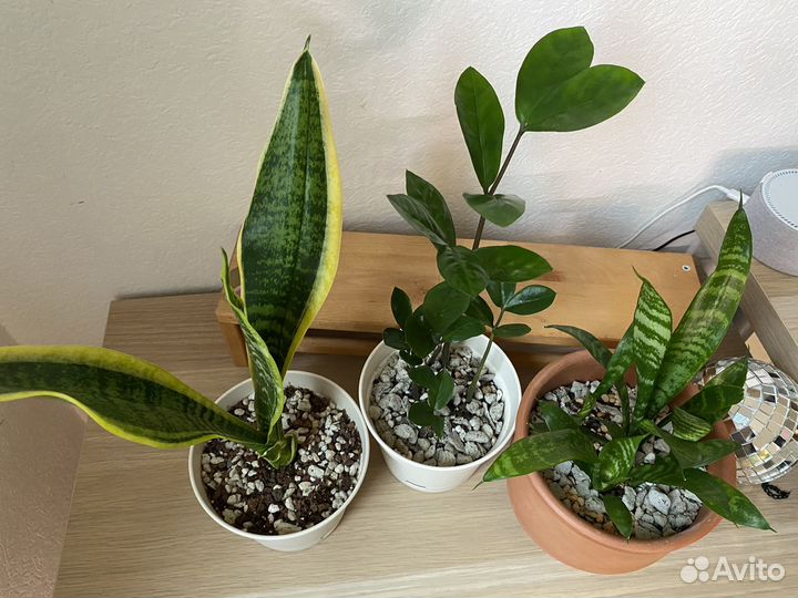 Сансевиерия щучий хвост