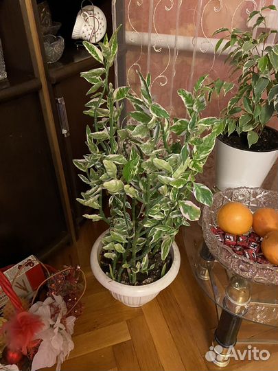 Педилантус