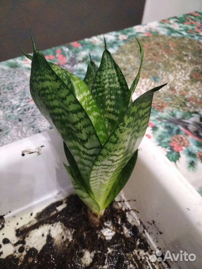 Сансевиерия