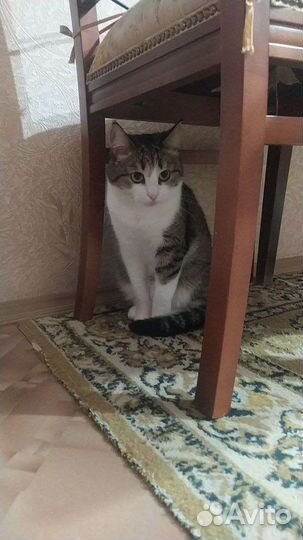 Кошка в добрые руки