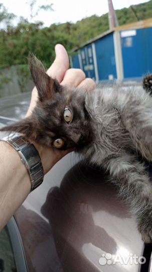 Котенок дворовый в добрые руки