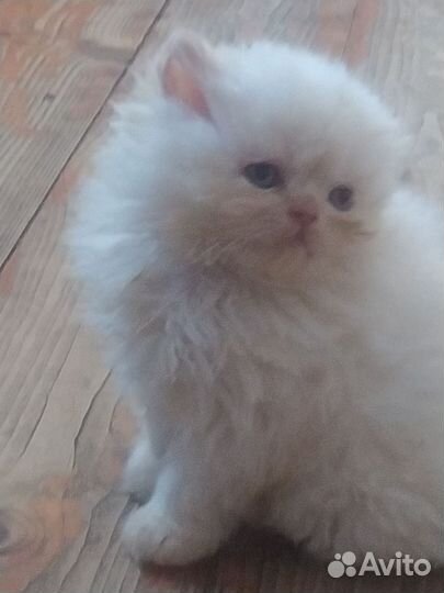 Персидские котята