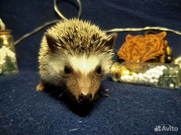 Африканский ежик