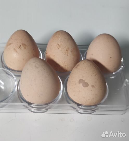 Яйцо павлина/цесариное инкубационные