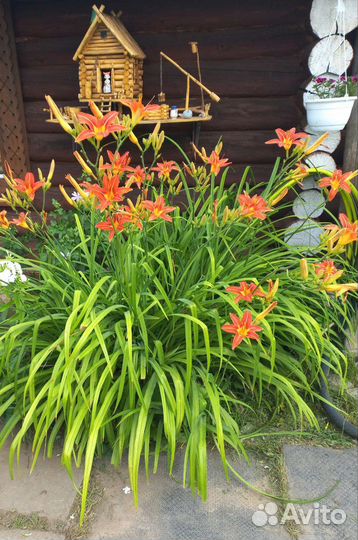 Лилейник (обмен)