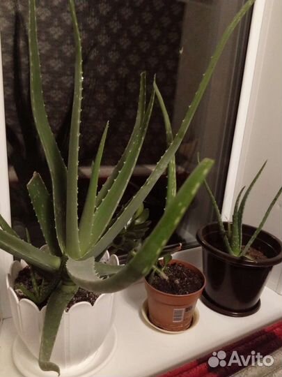 Алоэ лечебный