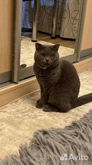 Британский молодой котик