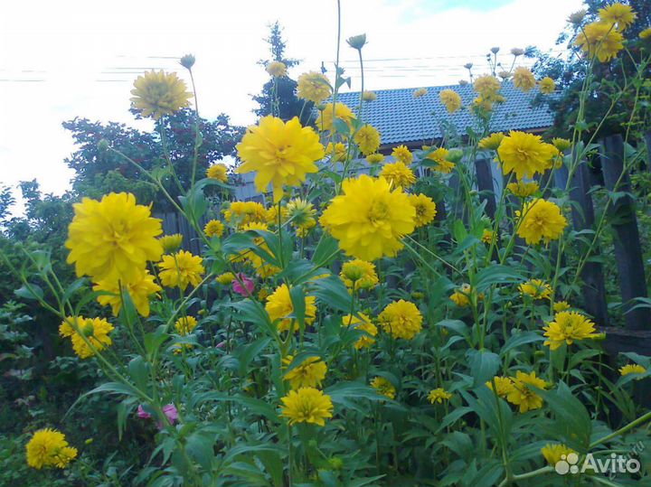 Растения для сада