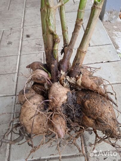 Георгины клубни