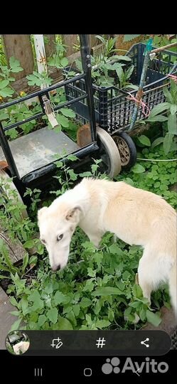 Найдена собака