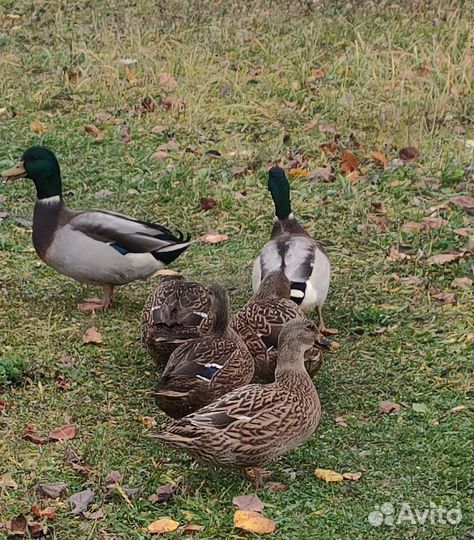 Утки подсадные
