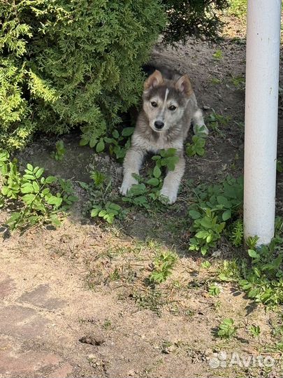 Собаки бесплатно в добрые руки