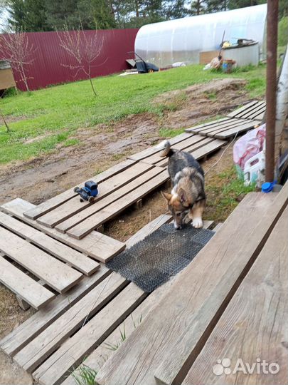 Щенки лайки западно сибирской