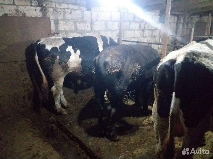 Бычки на мясо