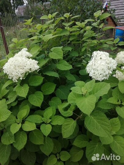 Цветы разные