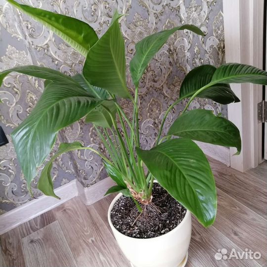 Спатифиллум крупный