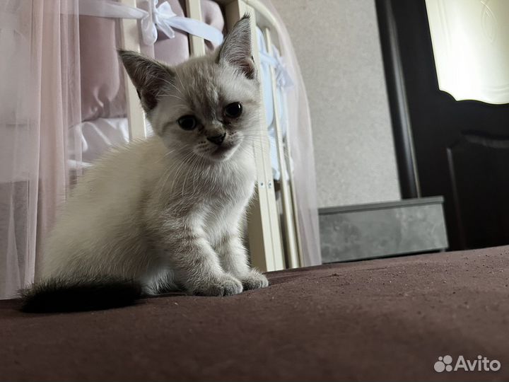 Шотланский котенок