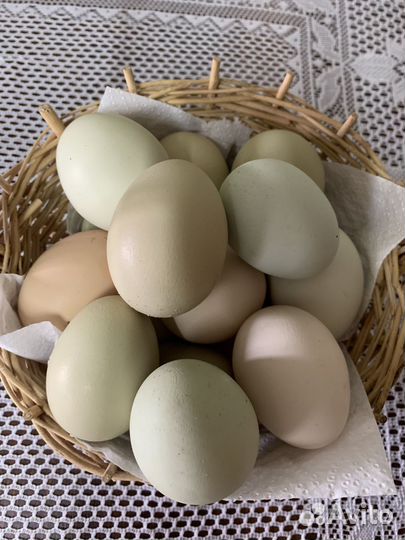 Инкубационное яйцо