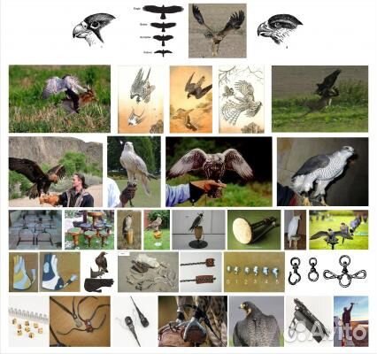 Хищные птицы