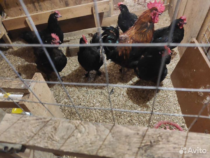 Инкубационное яйцо черно медного марана