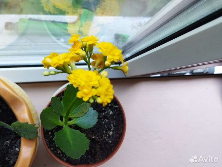 Дипладения,каланхое, алое, кактусы, Хоя,каллабелая