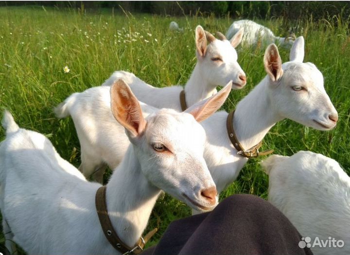 Заанинские козочки на племя