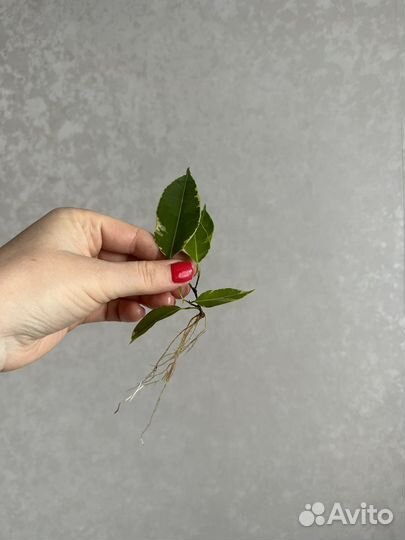 Комнатные растения цветы