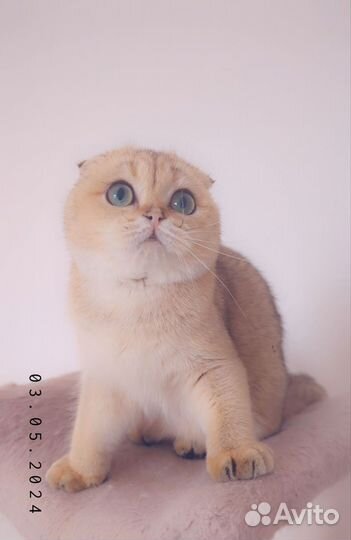 Шотландская вислоухая кошечка