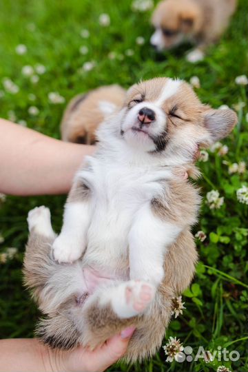 Вельш-корги пемброк