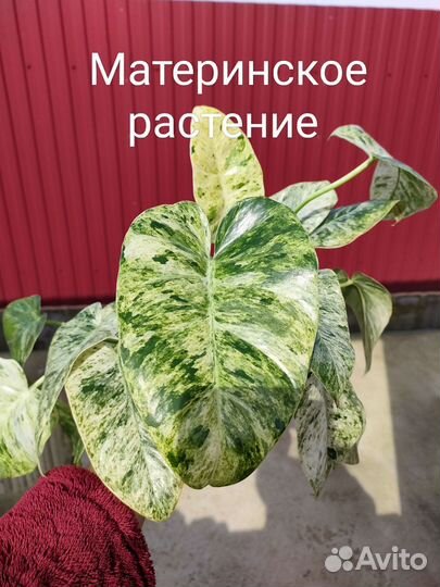 Филодендрон Гигантум близард